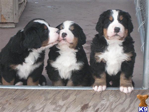 Puppies in MT